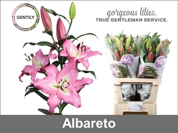 Lilium Or Albareto 90cm 4/5bl