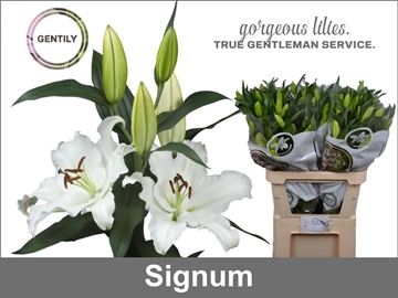 Lilium Or Signum 80cm 3/5bl