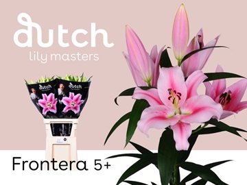 Lilium Or Frontera 100cm 5/7bl