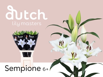 Lilium Ot Sempione 110cm 6/8bl