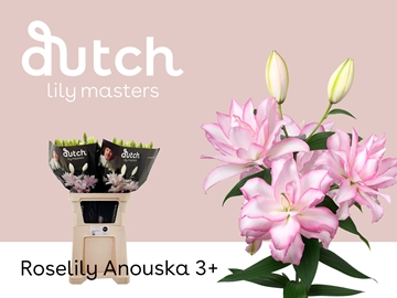 Lilium Or Double Anouska 85cm 3/5bl