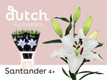 Lilium Or Santander 90cm 4/5bl