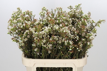 Chame Uncinatum Ziv 80cm 50gram