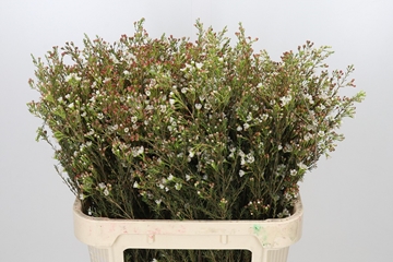 Chamelaucium Blondie 80cm 40gram