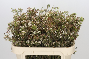 Chame Uncinatum Ziv 70cm 30gram