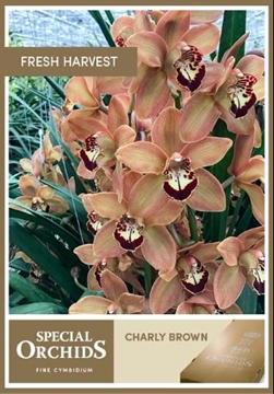 Cymbidium Charly Brown 60 Cm - 8/11bl