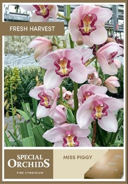 Cymbidium Miss Piggy 50 Cm - 5/8bl