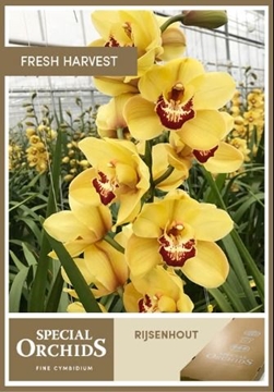 Cymbidium Rijsenhout 80 Cm - 12/15bl