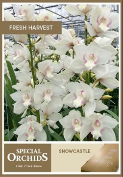 Cymbidium Snowcastle 60 Cm - 8/11bl