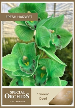 Cymbidium Peach 80 Cm - 12/15bl