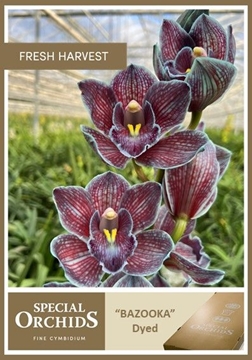 Cymbidium Peach 60 Cm - 8/11bl