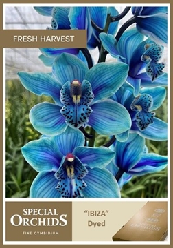 Cymbidium Peach 60 Cm - 8/11bl