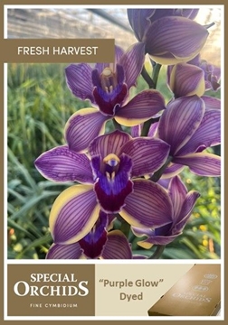 Cymbidium Peach 60 Cm - 8/11bl