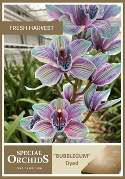 Cymbidium Peach 80 Cm - 12/15bl
