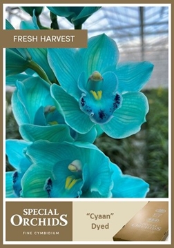 Cymbidium Peach 50 Cm - 5/8bl