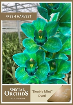 Cymbidium Peach 50 Cm - 5/8bl