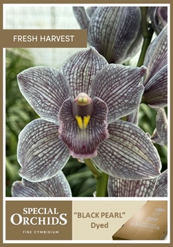 Cymbidium Peach 50 Cm - 5/8bl