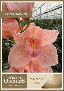 Cymbidium Peach 50 Cm - 5/8bl