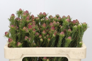 Leucadendron Jubilee Crown Bunch 50cm