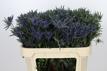 Eryngium Planum 70cm