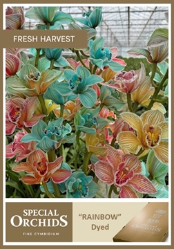 Cymbidium Peach 50 Cm - 5/8bl