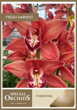 Cymbidium Fredericka 50 Cm - 5/8bl