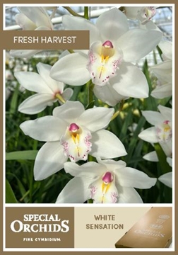 Cymb T White Sensation 60 Cm - 8/11bl