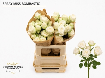 Rosa Spray Miss Bombastic 50cm