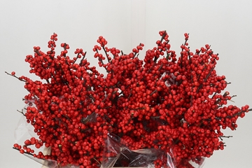 Ilex Verticlilata 60cm