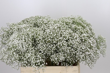 Gypsophila Tyree 60cm 10gram