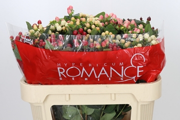Hyp Ra Roman Gem Fst 70cm