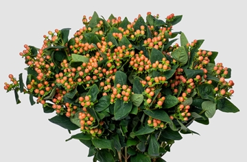 Hypericum Mellow Romance Salmon 70cm