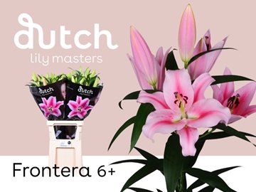 Lilium Or Frontera 110cm 6/8bl