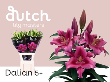 Lilium Ot Dalian 100cm 5/7bl