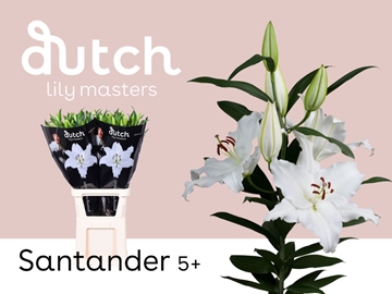 Lilium Or Santander 100cm 5/7bl