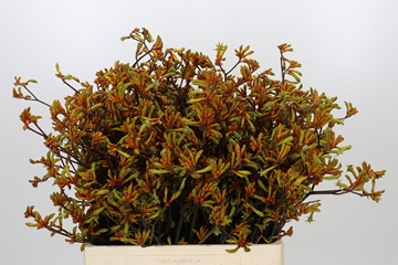 Anigozanthos Bush Sunset 60cm