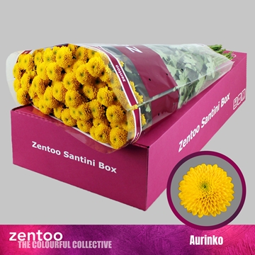 Chrysanthemum Santini Aurinko
