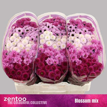 Chrysanthemum Santini Rainbow