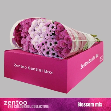Chrysanthemum Santini Rainbow