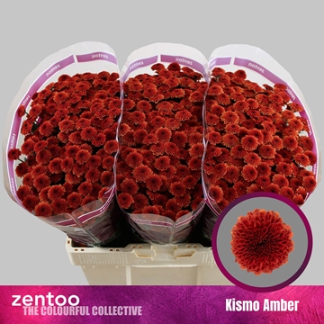Chr S Kismo Amber