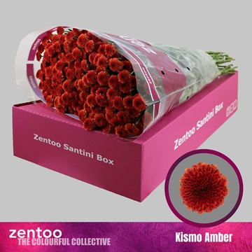 Chr S Kismo Amber