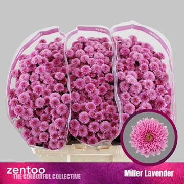 Chr S Miller Lavende