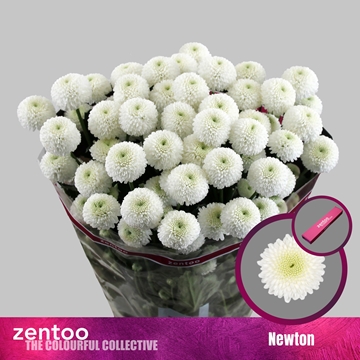Chrys Spray Newton 90gram