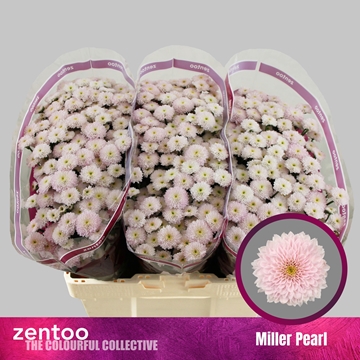 Chr S Miller Pearl