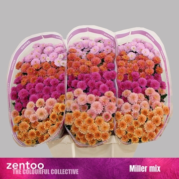Chrysanthemum Santini Rainbow