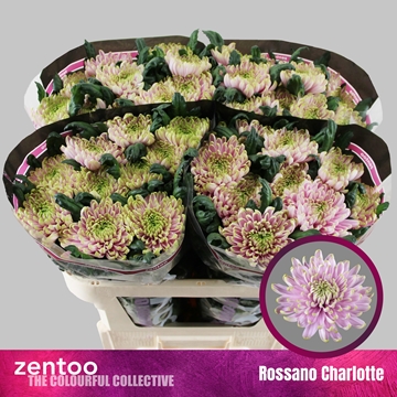 Chrys Single Rossano Charlotte 70cm 80gram