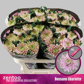 Chrys Single Rossano Charlotte 70cm 80gram
