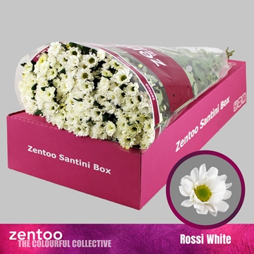 Chrysanthemum Santini Rossi White