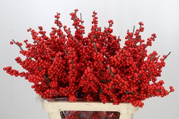 Ilex Verticlilata 80cm