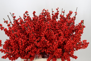 Ilex Verticlilata 60cm